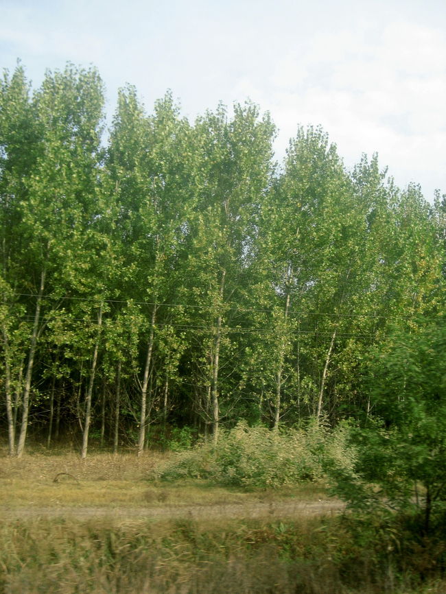 ケチケメートに向かう列車の車窓から<br /><br />これも北海道あたりならよく見かける森林風景かもしれません。<br />でも、日本にいると（出不精になる私にとって）日常では見かけない風景なんですもん@<br />しかも、車窓の外で見ることはあっても、こんなところまで写真を撮りに行く機会はそうそうないでしょ（ただの物好き@）。