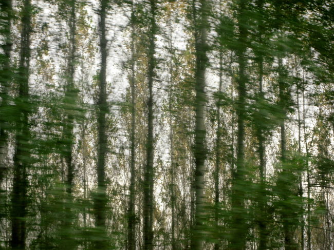 ケチケメートに向かう列車の車窓から<br /><br />近くを狙いすぎたせいでしょうか、シャッタースピードが列車のスピードに追いつかなかったせいで横にブレました。<br />でも、なんだか、西欧のジャポニズム絵画のようですね。<br />そう思うのは、私だけかしら（撮った本人の欲目@）。