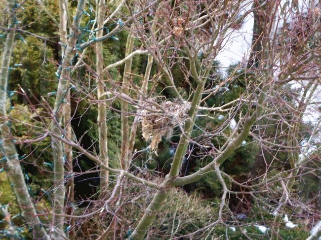 野鳥の巣がありましたが住人はいないようでした