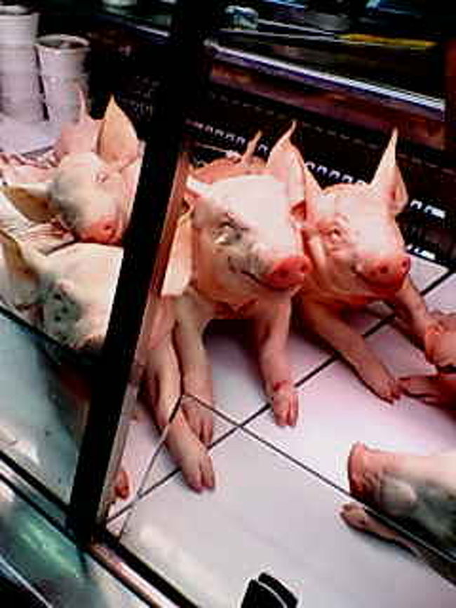 バルセロナ市内の市場にて。<br />子豚がショーケースにお行儀よく並んでいます。<br /><br />もちろん死んでます。<br />