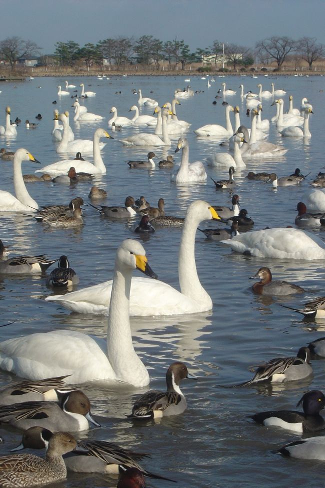 瓢湖と白鳥 瓢湖で白鳥の飛来数が一千羽超に - YouTube