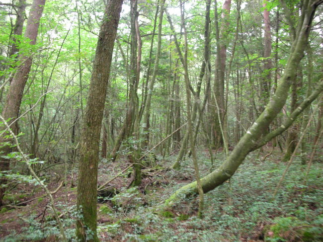 青木ヶ原樹海。<br />森の空気が新鮮でめっちゃ深呼吸してやった。