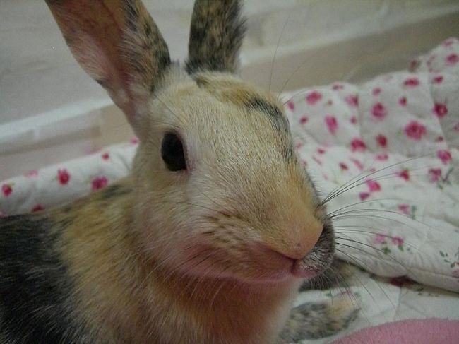 Excuse Me...<br /><br />わが恩師、クラ大先生。<br /><br />kyokyoの部屋を荒らす主。<br /><br />イチゴのクッションの隣が定位置。<br /><br />どうかお手柔らかに。