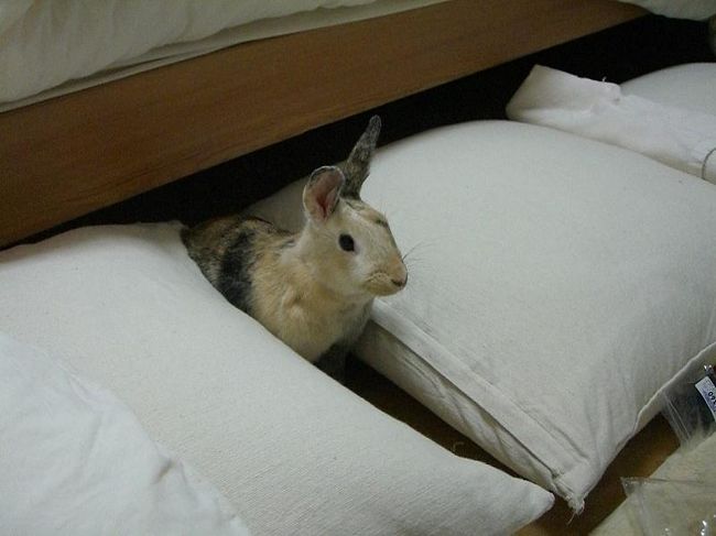 Make Your Own Way<br /><br />暗い場所が好きなウサギ。<br /><br />ベッドの下に潜り込むとなかなか出てこない。<br /><br />しかし、いざクッションで道を閉ざそうとすると出てくる。<br /><br />どんなに隙間なく埋めても、出てくる。<br /><br />クラ先生「道は自分で作るものである」<br /><br /><br />はい、先生！