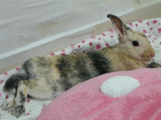 Make Your Own Place<br /><br />先生のお気に入りの場所。<br /><br />何が特別なのかは先生にしか分からない。<br /><br />暖かい室内、目がウトウトし始めるものの絶対に寝ない。<br /><br />クラ先生「己の身は己で守るべし」<br /><br /><br />はい、先生！