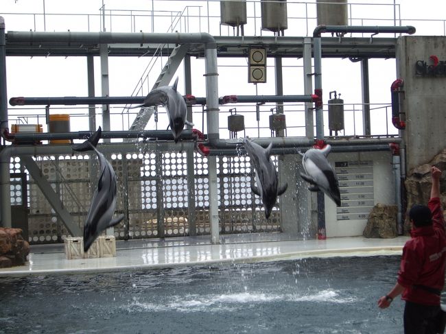 イルカショー