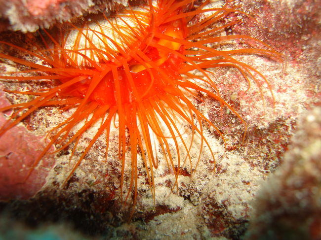 ウコンハネガイです