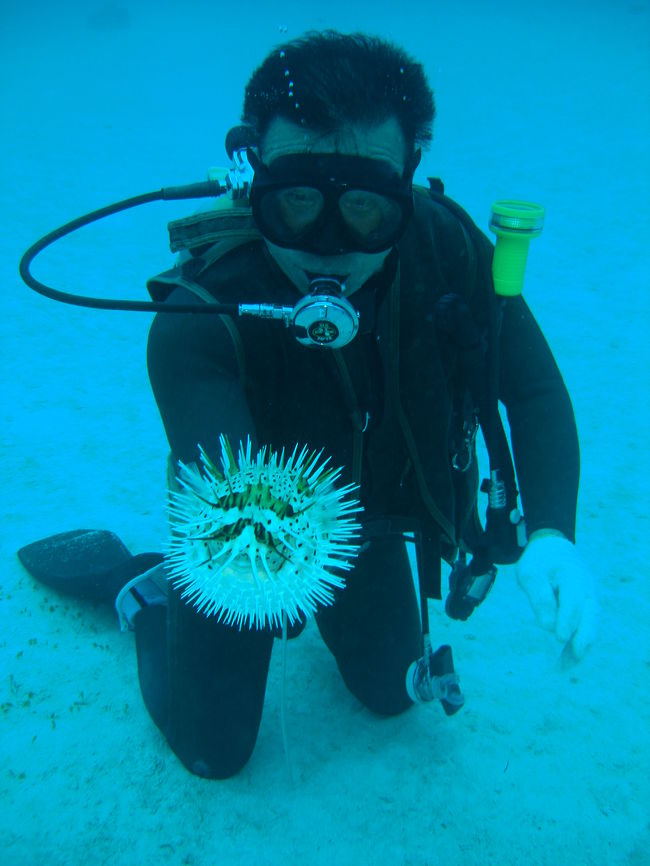 ハリセンボンです。丸いな-