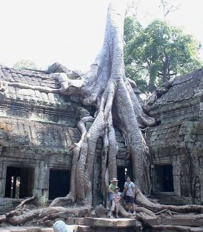 タプローム。<br />遺跡を飲み込むように木々が生えています。<br /><br />