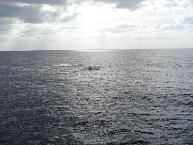 目の前になかなか来てくれません。<br />TOUR　料金　　2時間　3000円<br />風があるとぬれますので、ぬれてもいい服装で行きましょう！船泊まるとゆれます。