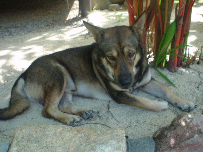 ASIA BUNGALOWSの犬。<br />人懐っこくて、どこへ行くのにもついてきます。