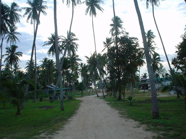 やしの木が一杯の庭。