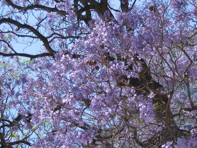 サンマルチン広場のハアラカンダの木。