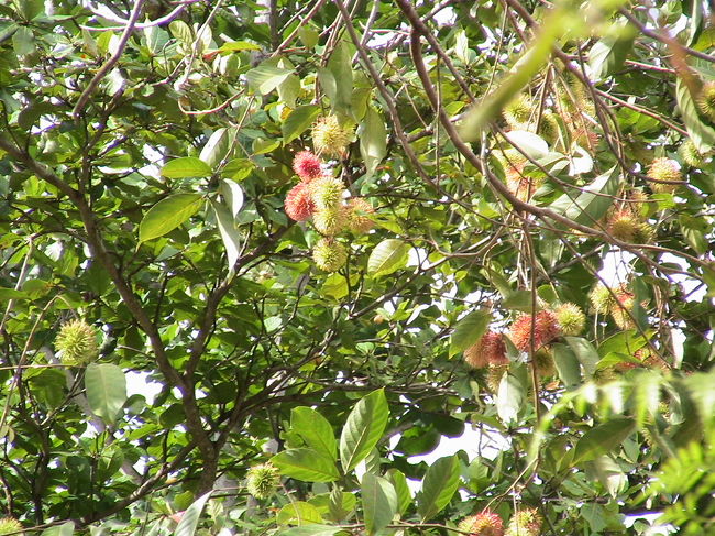 果物ランブータンですが。