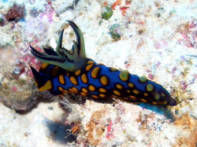 1本目　恩納村アポガマ<br /><br />天気がよくて暑いくらい！<br />でも、水中は…<br />リゾートダイバーにはつらいっ<br /><br />なんだか長い物体！ウツボ？<br />よ〜く見るとウミウシ！？でかい！！<br />サガミリュウグウウミウシ<br />