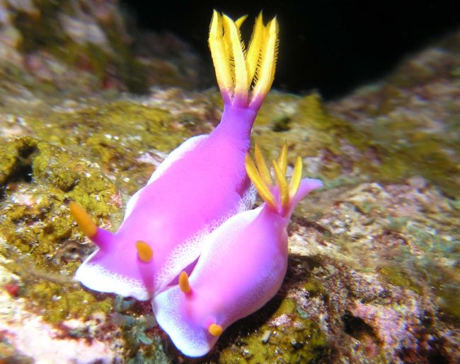 寄り添う♪シンデレラウミウシ☆