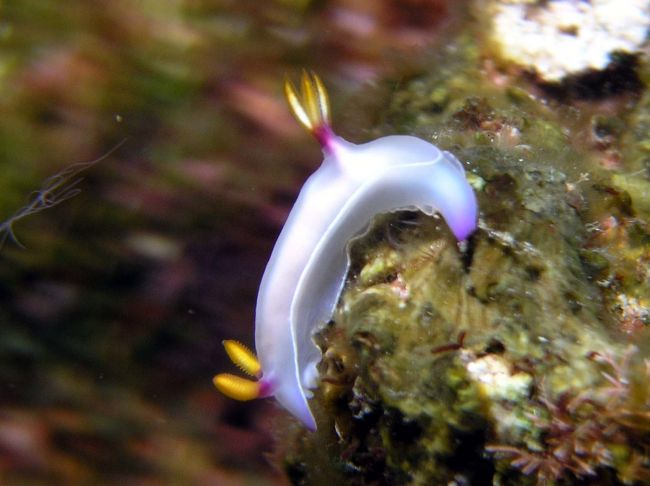 ゾウゲイロウミウシ☆