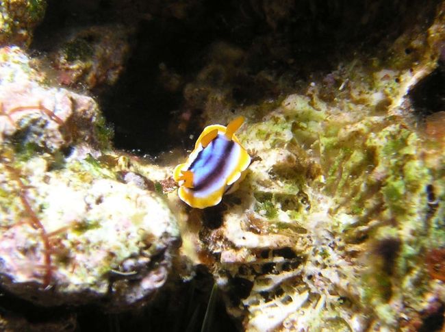 キベリクロスジウミウシ☆