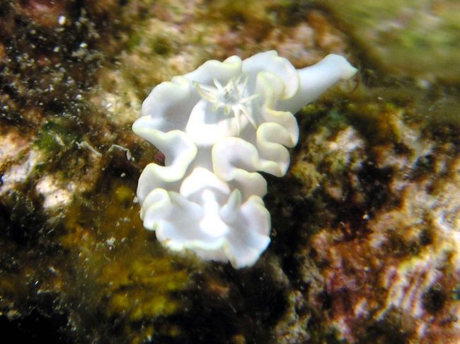 シロタエイロウミウシ☆