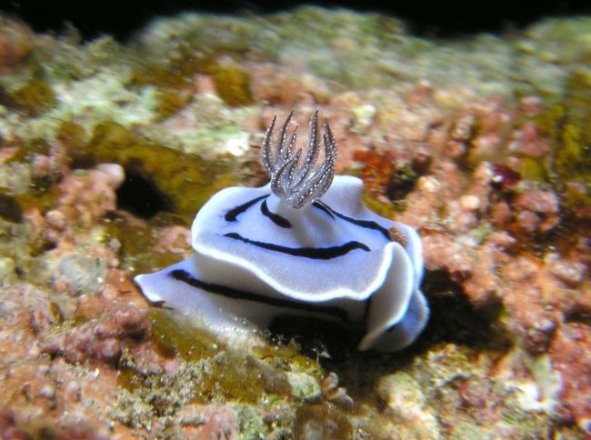 ミゾレウミウシ☆