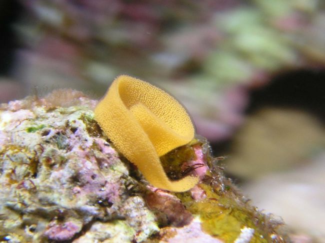 ウミウシくんのタマゴ☆