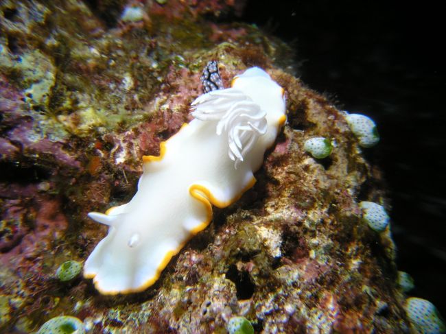 メレンゲウミウシ☆