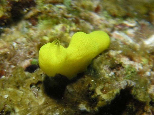 レモンカイメンウミウシ☆