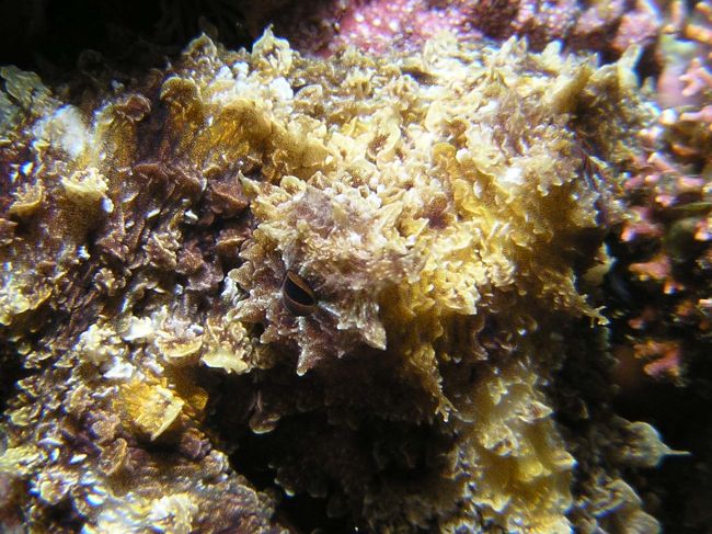 よ〜く見ると目が！<br />かくれんぼ上手なワモンダコ☆