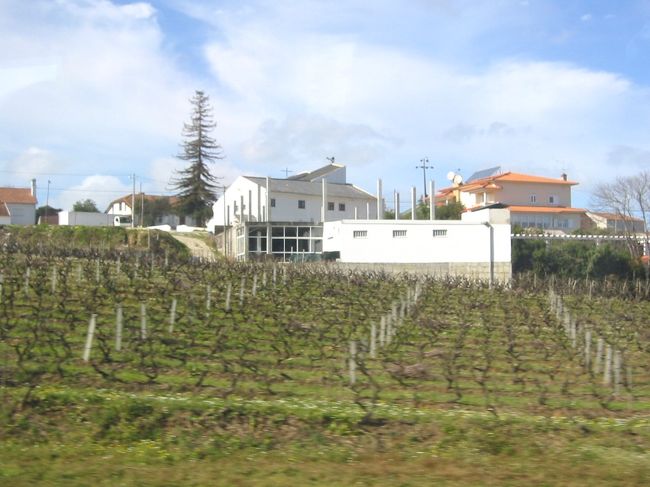 バターリャからナザレに向かう途中の風景<br />ブドウ畑です