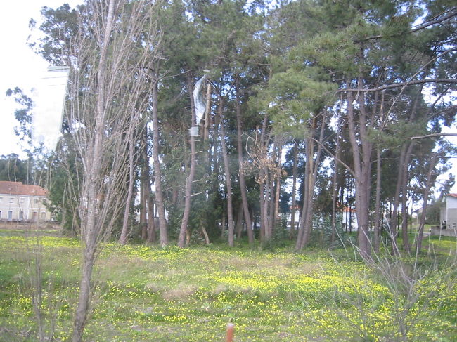 ナザレに近づくにつれて、松林が多くなってきます。防風林だそうです