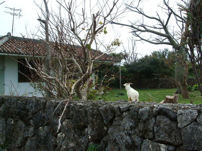 宿に着いてすぐ、仲本海岸まで歩いて行く途中、聞き慣れない泣き声の方を見やると、フツーに民家の庭でペットとして飼われてるヤギが(*ﾟ∀ﾟ)!!見つけた瞬間、テンション上がった(笑)↑↑