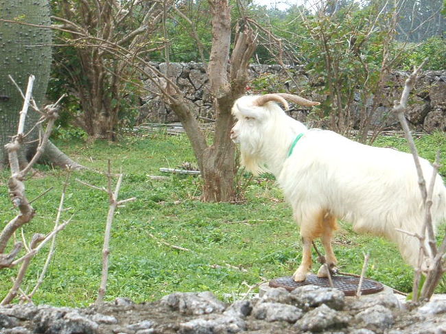 調子にのって更にズームとかしてみたり(笑)。超バフォメットな山羊でありました(笑)。