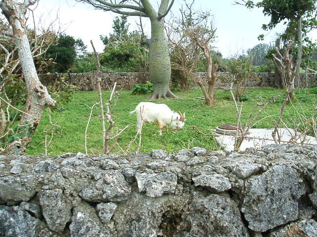 まだいる(笑)。海からの帰り道。
