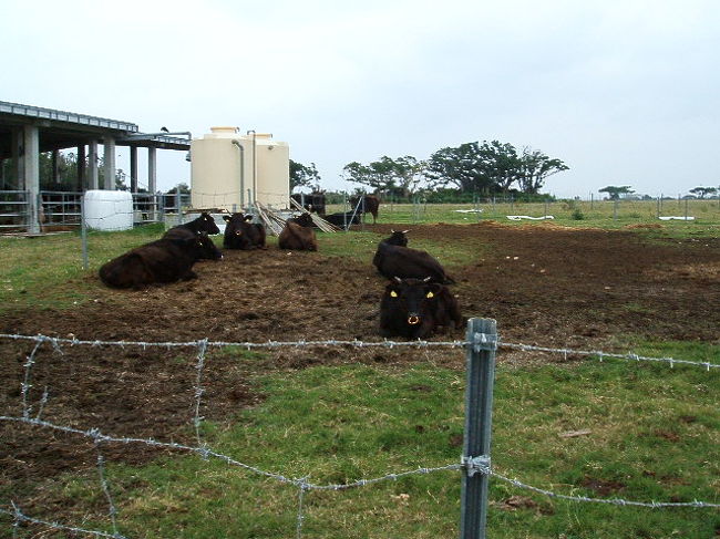 黒島といえば牛。それも黒牛。人口より牛が多い島。どんだけよね(笑)。ホント牛と山羊しかいないの。場所によっては、牛臭全開よ(笑)。元々田舎育ちなアタシはそんなに気にならないけど、ダメな人はダメかもね。一本道の両脇には、広大な牧場が広がってます。もーすぐ牛祭りらしく、島民の人達は肉を切って煮詰めて冷凍したり、準備におおわらわ。抽選があって、牛が当たったりするんだって☆素敵♪