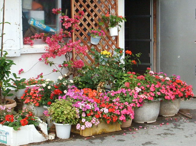 名前忘れたけど、港のすぐそばにあるレンタサイクルの裏に咲いてる花達があんまり綺麗だったんで、思わずチャリを停めてパチリ☆