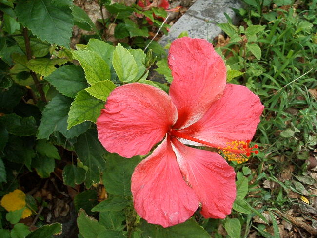 ハイビスカスにも、赤とかピンクとかだいだい色とか、大きさも大、中、小と色々あるんだよね。知らなかったわ。