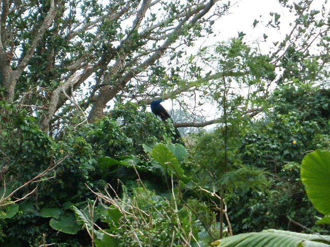 チャリで走行中、ふと木の上に野生の孔雀を見つけて大興奮(゜∀゜*)!!