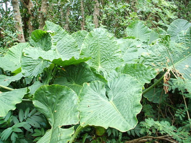 トトロの傘っぽいよね(笑)？？ジブリストとしては萌えよね、こーゆーの♪