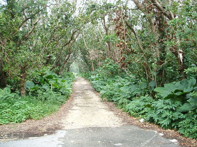こーゆー緑の小道が、たまに脇に伸びてます。