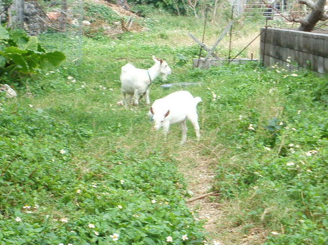 商店を出てすぐ脇の小道に発見(笑)☆思わず、チャリ急ブレーキかけちゃいました(笑)。ハイジのユキちゃんぽくない？？って、さっきからアタシ、アニメの話ばっかだね(笑)。