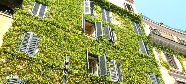 ツタがらみハウス。