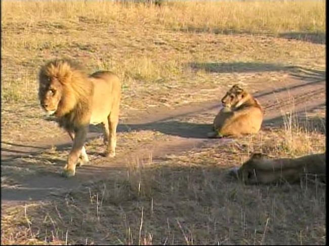 野生動物との出会い ライオン親子の別れ その２ 06夏 マサイマラ国立保護区周辺 ケニア の旅行記 ブログ By ライオン ベラーさん フォートラベル