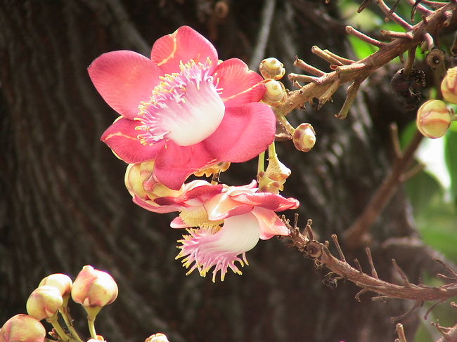 敷地内に沙羅双樹の花が咲いていました。珍しかったので、というよりは、まったく見たことがなかったので興奮しながら撮りました。