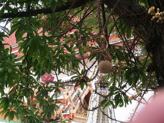 こんなにも大きな木に咲いているのです。