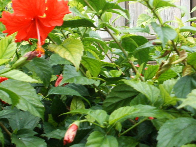 竹富島に到着〜(^O^)早速、港から新田観光の水牛車に乗るべく、送迎バスで集落へ。黒島のハイビスカスと違って、赤くて小ぶりなハイビスカスも可愛い♪