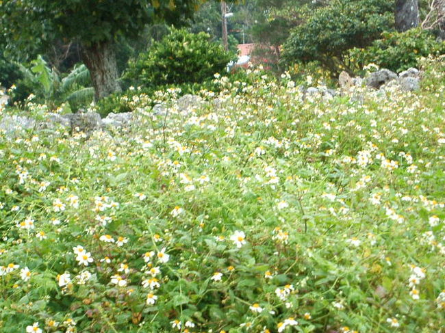 名前は忘れちゃったけど、この島に多い草花のひとつだそう。そばを通る時は、衣服に黒い種がつくから、気をつけなさい、とおじい。