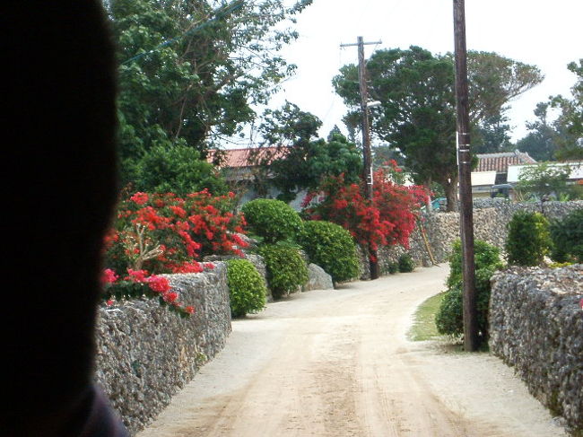 水牛車から見る竹富島の街並みは、ホントおもちゃ箱をひっくり返したよーな超非現実の可愛くて美しい世界。いろんな原色であふれてます♪