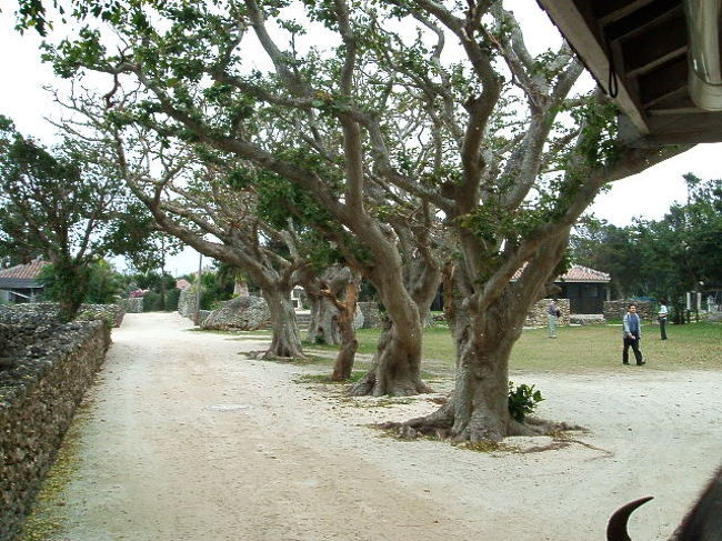 でいごの木の下を通る道。素敵すぎ☆真っ白な地面もアゲ↑↑
