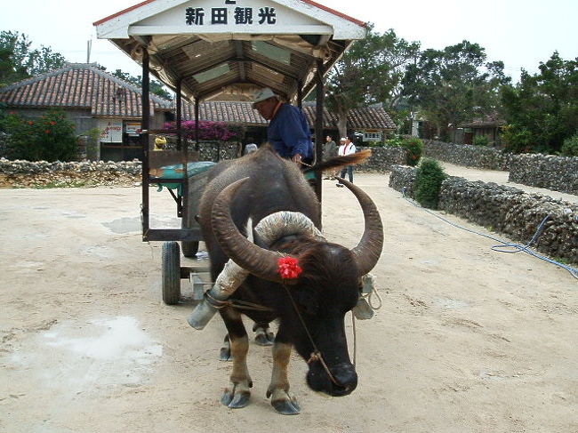 アタシ達を乗せて集落を案内してくれた、水牛のだいちゃんとおじい。だいちゃん、頭にハイビスカスとかつけてるけどオスなのよ(笑)。つくづくどこに行っても、セクシャルレスな生き物に縁があるアタイって一体・・・(笑)。
