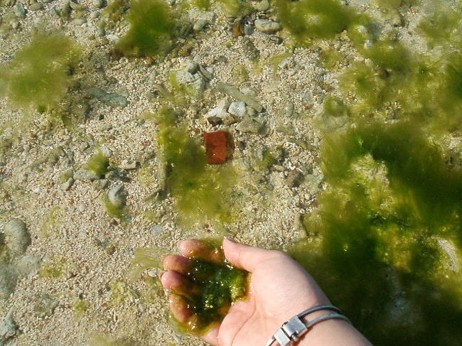 この海草の名を、アオサといいます。これには、本物と偽物があって、一見しただけじゃ見分けがつかないんだけど、こすり合わせて繊維繊維してるのは偽物。ヌルヌルトロロな感じのが本物だと説明を受けて、早速アタシも海にザブザブ入ってチャレンジ♪